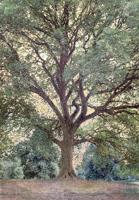 Aziz + Cucher, ‘Elm’, 2005, ClampArt