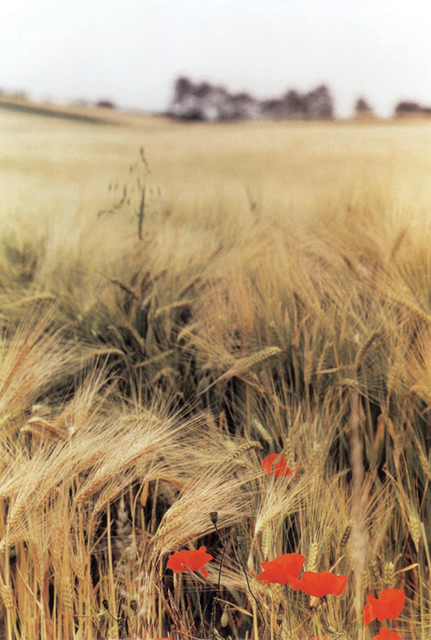 Ralph Gibson, ‘Wheat Field, Burgundy’, 1993, Aperture Foundation