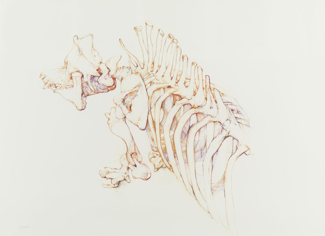 Bryan Kneale | Boar Pig Skeleton (1995) | Available for Sale | Artsy