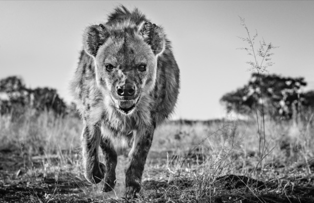 David Yarrow, ‘No Laughing Matter’, 2019, Hilton Asmus