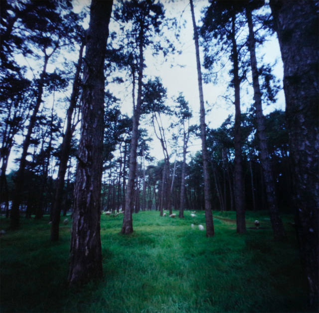 Dianne Bos, ‘Vimy Ridge Memorial Park w Sheep France’, 2014, Newzones