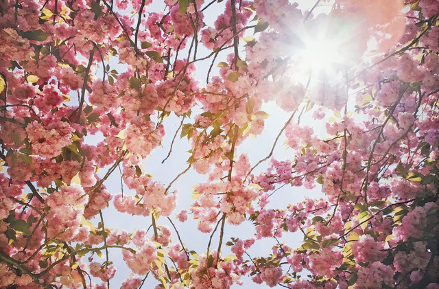 Susan Wides, ‘Cherry Blossom1’, 2002, Madelyn Jordon Fine Art