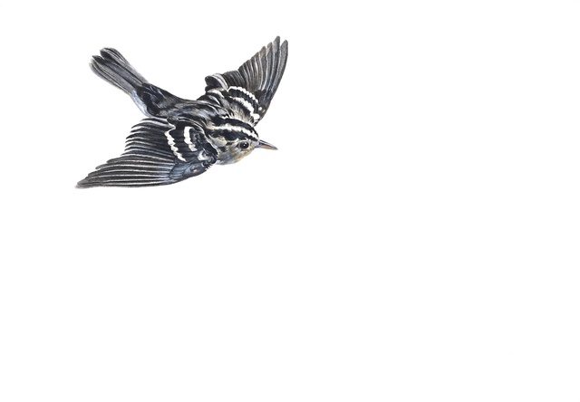 Kevin King, ‘Black and White Warbler’, 2014, Jason McCoy Gallery