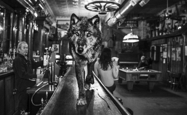David Yarrow, ‘The Wolf Of Main St II’, 2015, Maddox Gallery