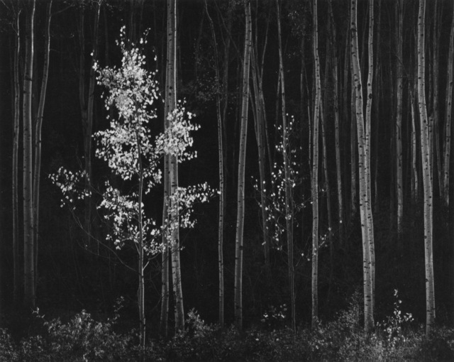 Ansel Adams, ‘Aspens, Northern New Mexico’, 1958, Photography, Silver print, Robert Mann Gallery