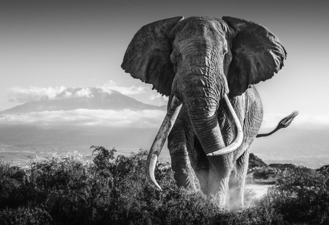David Yarrow, ‘Africa ’, 2018, Maddox Gallery