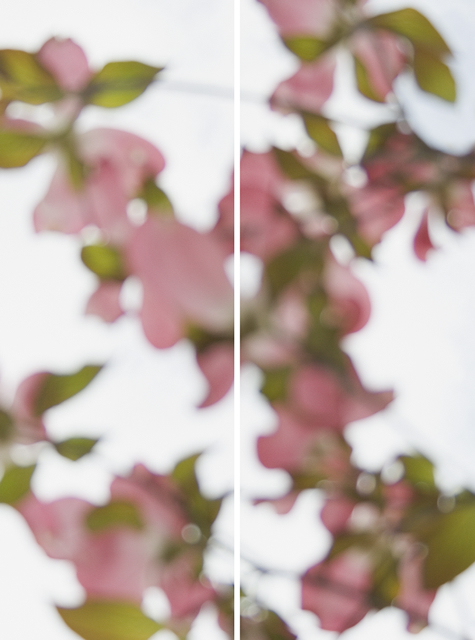 Jeri Eisenberg, ‘Dogwood Pink No. 3’, 2008, Carrie Haddad Gallery