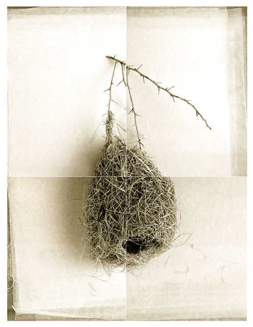 Laurie Rubin, ‘Round Weaver Bird Nest’, Chicago Art Source