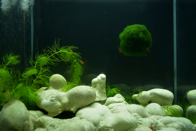 Cécile Beau, ‘Soleil vert ’, 2020 , Mixed Media, Gogottes, Néoaridina, Cladophora Aegagrophila, néon, aquarium / Gogottes, Neocaridina, Cladophora Aegagrophila, neon, aquarium, 22,48m2