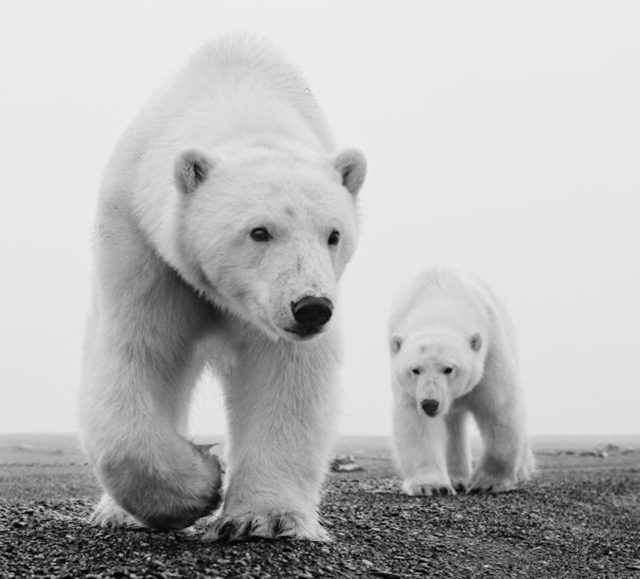 David Yarrow, ‘Kaktovik’, 2015, Photography, Archival Pigment Print, Maddox Gallery