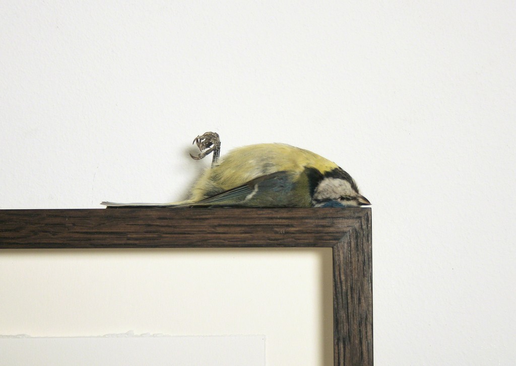 Polly Morgan - Blue Tit, 2012 (detail). Photo courtesy of the artist. Polly Morgan - Blue Tit, 2012 (detail). Photo courtesy of the artist.