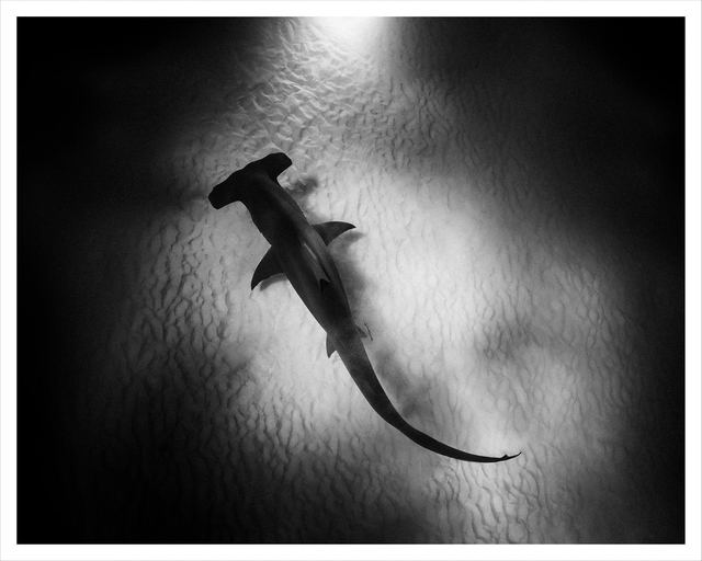 Michael Muller Shades of Grey (2015) Available for Sale Artsy