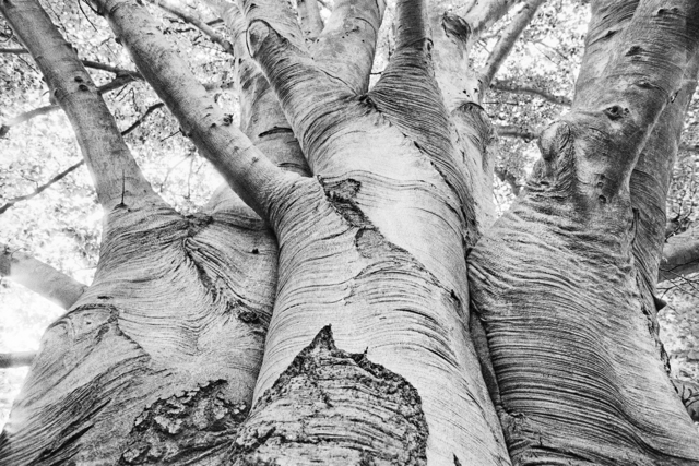 Untitled [Longwood Garden, Philadelphia]