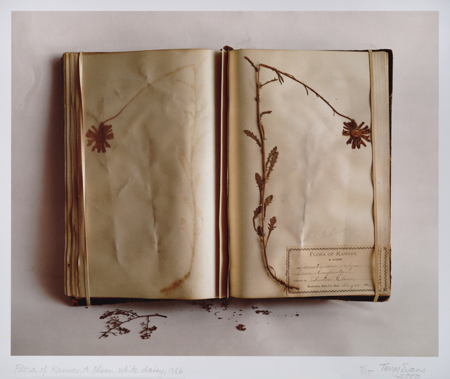 Terry Evans, ‘Flora of Kansas, A. Olsen, White Daisy, 1886’, 2000-2001, San Francisco Museum of Modern Art (SFMOMA)