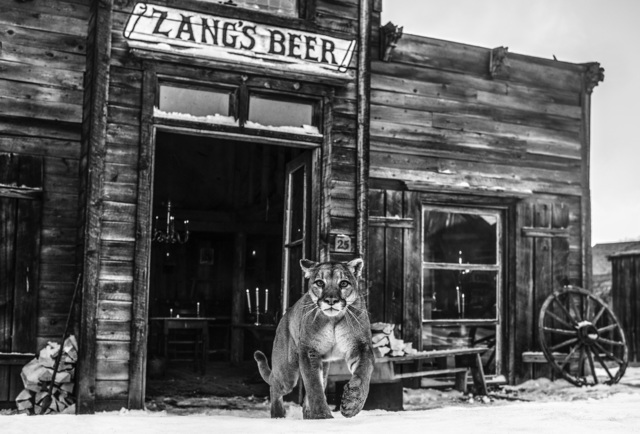David Yarrow, ‘Wild West’, Visions West Contemporary