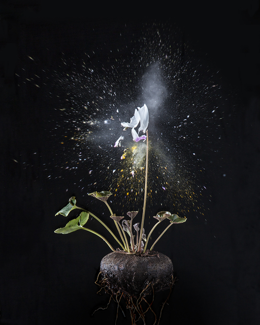 Ori Gersht, ‘Black Cyclamen D01’, 2018, Photography, Archival pigment print, Talley Dunn Gallery