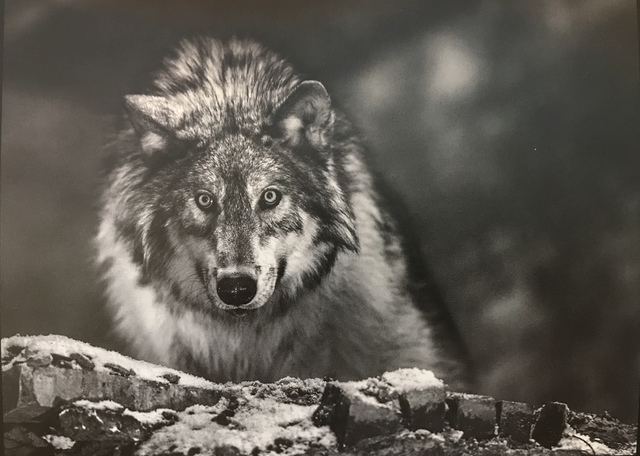 David Yarrow, ‘I Am Pure Alpha’, 2017, Photography, Archival Pigment Print, Hilton Asmus