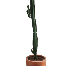 Avantgardo