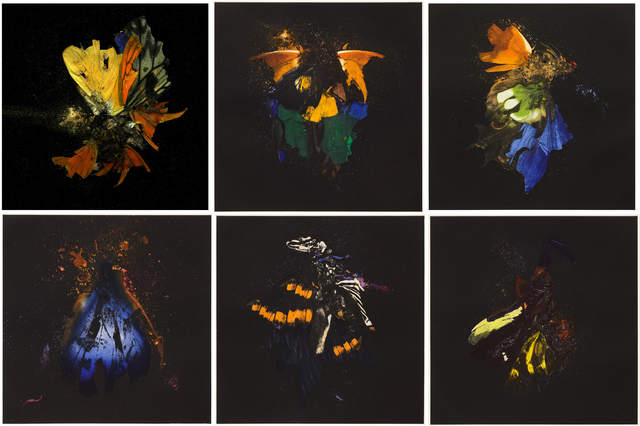 Mat Collishaw, ‘Insecticide’, 2010, Print, Photogravure etching on copper, Paupers Press