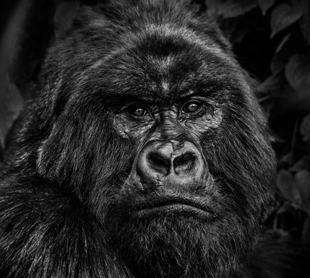 David Yarrow, ‘Kong’, 2019, Holden Luntz Gallery