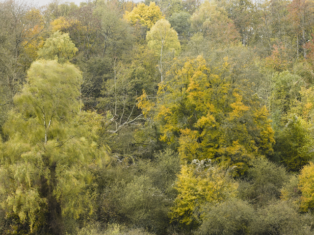 Leon Steele, ‘Heath #11’, 2011, Photography, Chromogenic Print, Wren London