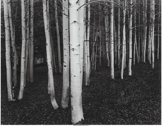 Ten Photographs of Nature