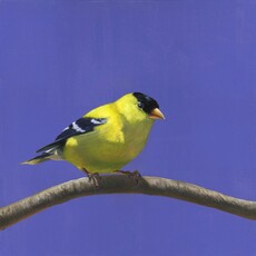 Elyo, American Goldfinch (2024)