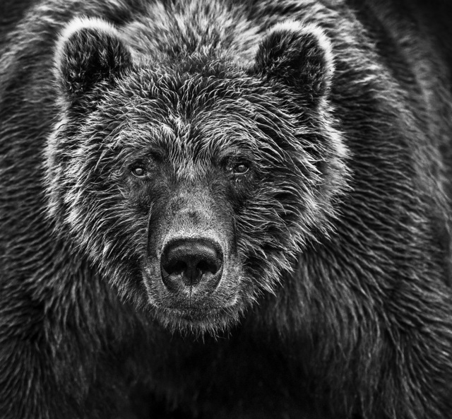 David Yarrow, ‘Face Off’, Photography, Visions West Contemporary
