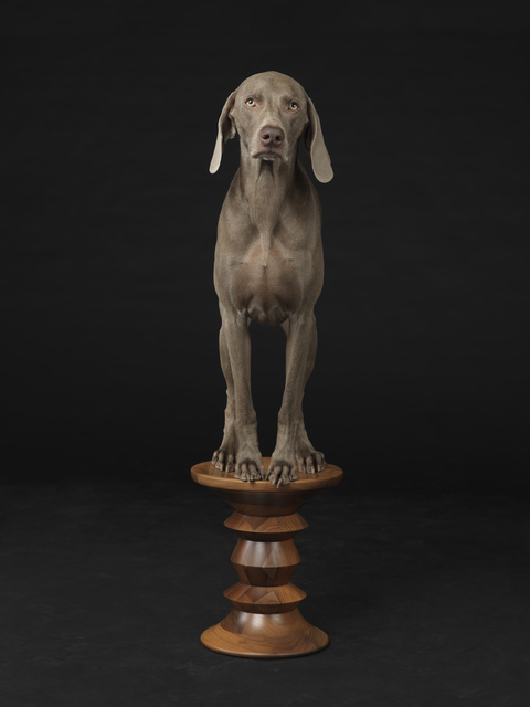 William Wegman, ‘Figured Base’, 2015, Betsy Senior Fine Art