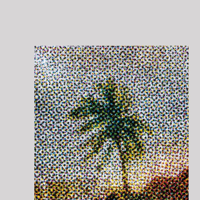 Adrián Fernández, ‘Roystonea Regia No. 1’, 2017, NG Art Gallery