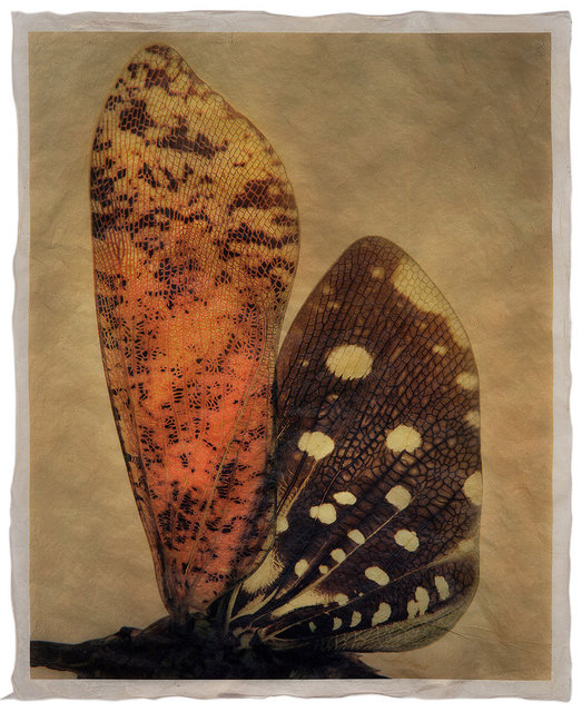 Gregor Törzs, ‘à la couleur – Wing Wing 6’, 2017, Print, Archival pigment print on Gampi paper, Galerie Commeter / Persiehl & Heine