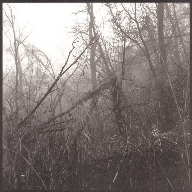 Denise Oehl, ‘Into the Woods’, 2018, John Davis Gallery