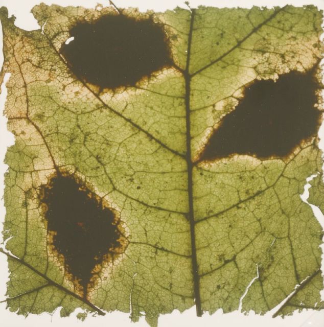 Garry Fabian Miller, ‘TORN SYCAMORE’, 1984, Print, Mounted colour print, Sworders