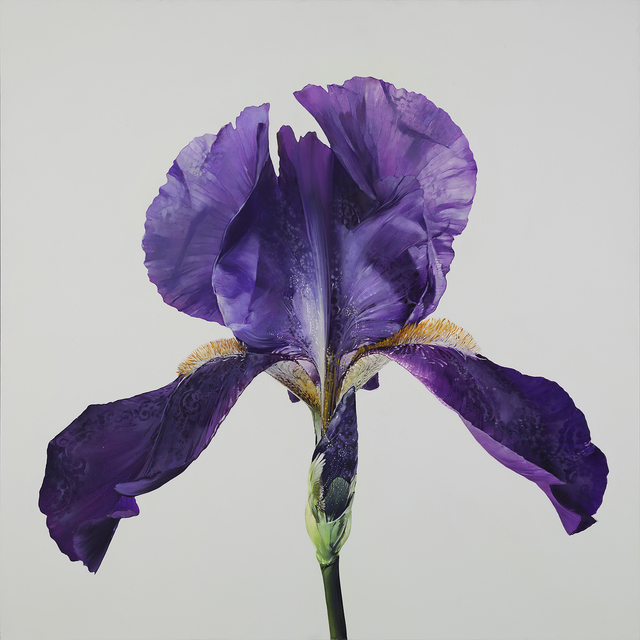 Carmelo Blandino, ‘Intuition Iris’, 2014, Print, Fine Art Giclee Print on Paper, Specimen Mounted Display, METHOD & CONCEPT