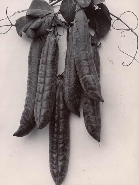 Charles Jones, ‘Peas’, ca. 1900, Michael Hoppen Gallery