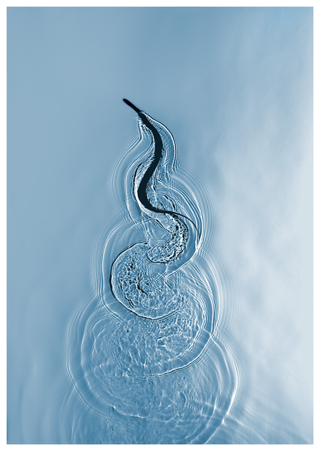 Adam Fuss, ‘Untitled ’, 2012, Print, Archival pigment print, Adamson Gallery