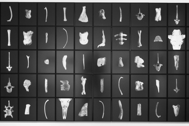 Thaddeus Holownia, ‘Anatomy Lesson - Moose’, 2006, Photography, 100 toned gelatin silver prints each 11 x 14 in., Corkin Gallery