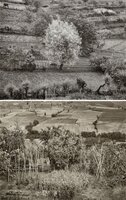 Garden, Siena, Italy; Poggibonzi, Italy