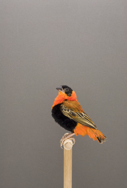 Luke Stephenson, ‘Red Bishop #1, from The Incomplete Dictionary of Show Birds’, 2009, The Photographers' Gallery | Print Sales