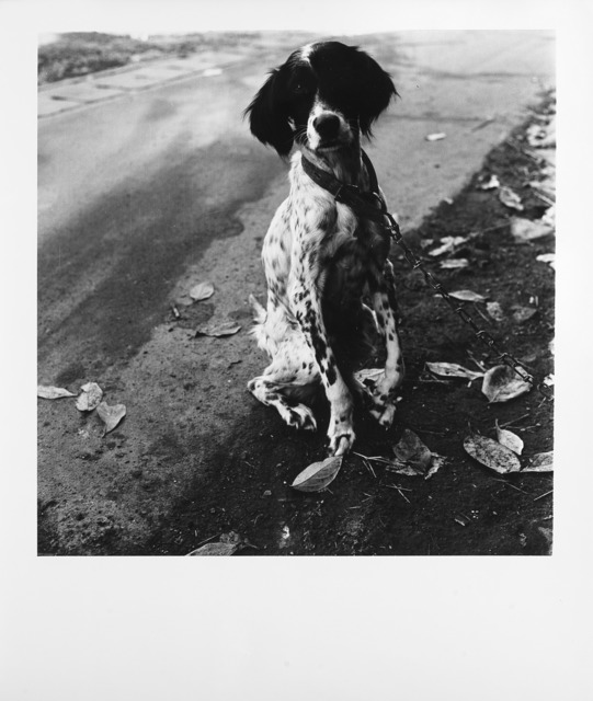 Issei Suda, ‘Dog’, 1970 ca., Il Ponte