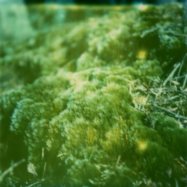 Julia Beyer, ‘More Moss’, 2016, Instantdreams