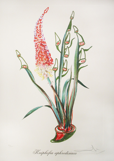 Salvador Dalí, ‘Kniphofia Aphrodisiaca (Rhinoceros Stock)’, 1972, Print, Lithograph, DTR Modern Galleries