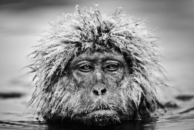David Yarrow, ‘Grumpy Monkey’, ca. 2013, Photography, Archival Pigment Print, Samuel Lynne Galleries