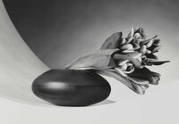 Tulips, (Just to Thank You)