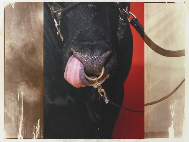 R. J. Kern, ‘Supreme Champion Bull (tongue detail)’, 2019, Photography, Salt over archival pigment print, Olson Larsen Gallery
