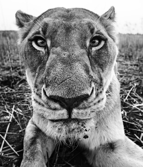 David Yarrow, ‘The Hunger Games’, Hilton Asmus