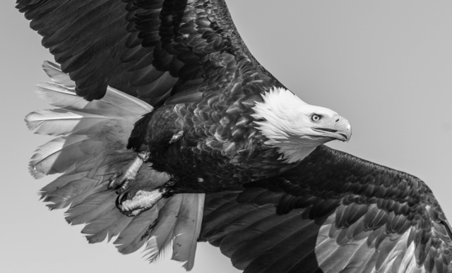 David Yarrow, ‘American Eagle’, 2016, Isabella Garrucho Fine Art