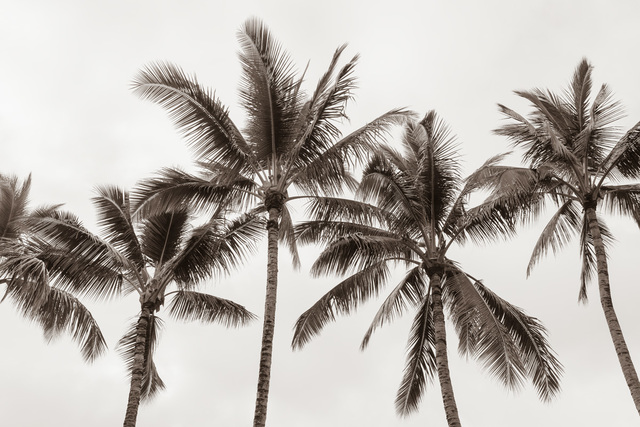 Jessica Nugent, ‘Tropical Breeze No2’, 2020, ArtStar