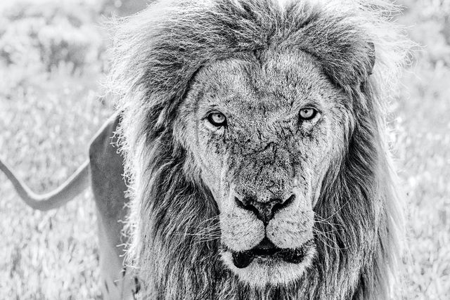 David Yarrow, ‘Scarface’, 2020, Photography, Archival Pigment Print, Hilton Asmus
