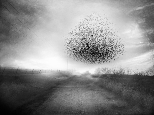 Angela Bacon-Kidwell, ‘A Murmur of Wholeness’, 2013, photo-eye Gallery